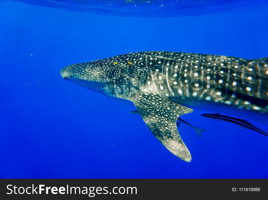 Whale sharks one of the bigiest sharks lives in the red sea Egypt the re very piceful. Whale sharks one of the bigiest sharks lives in the red sea Egypt the re very piceful