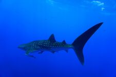 Whale Shark Red Sea Stock Photos Whale Shark Red Sea Stock Photos