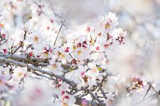 Spring Blossoming Garden Stock Image