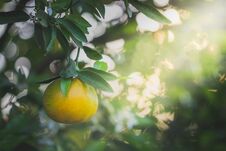 Orange Fruit And Leaves With Morning Light. Stock Photography