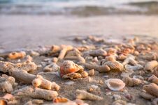 Sea Shells And Coral Fragments On Sandy Beach In Morning Warm Sunlight Sea Summer Background, Close-up. Royalty Free Stock Photo