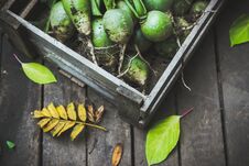 Harvested Green Turnip In Wooden Crate Royalty Free Stock Photo