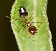 Ant In Nature. Macro Royalty Free Stock Images