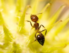 Ant In Nature. Macro Royalty Free Stock Image