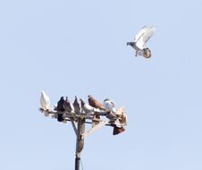 Flock Of Pigeons On Blue Sky Stock Image