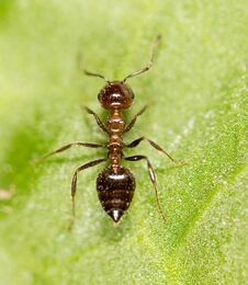 Ant On A Green Leaf. Macro Stock Image
