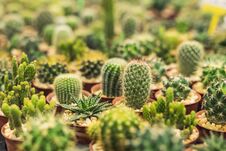 Group Of Various Cactus Plants Royalty Free Stock Photos