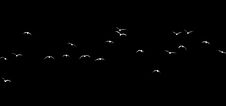 Silhouette Of A Flock Of Birds On A Black Background Stock Photo