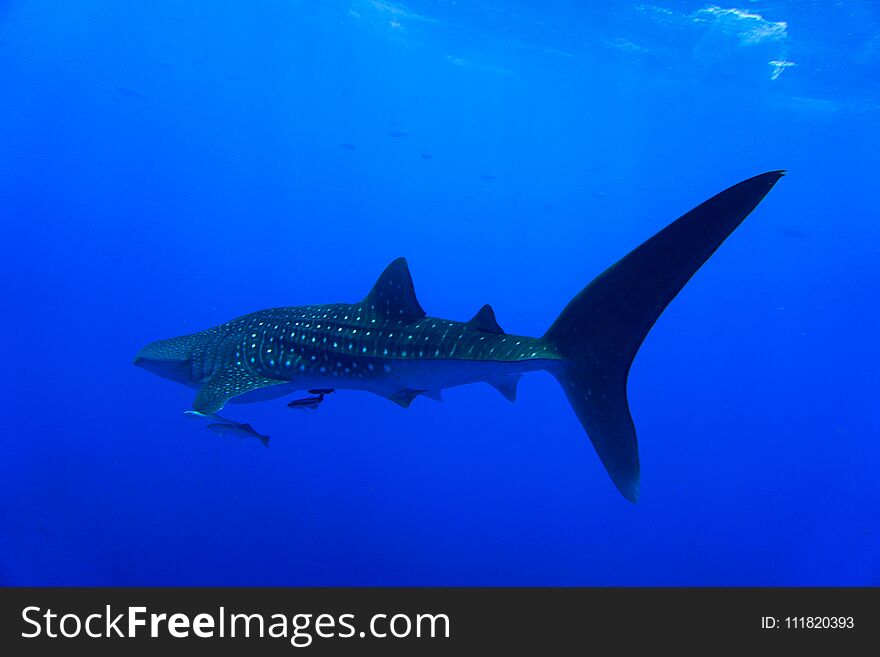 Whale Shark Red Sea