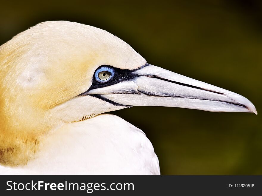 Portait of a Gannet