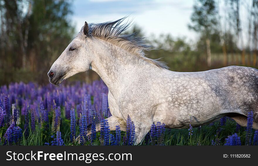 Portrait Of A Grey Horse Among Lupine Flowers.