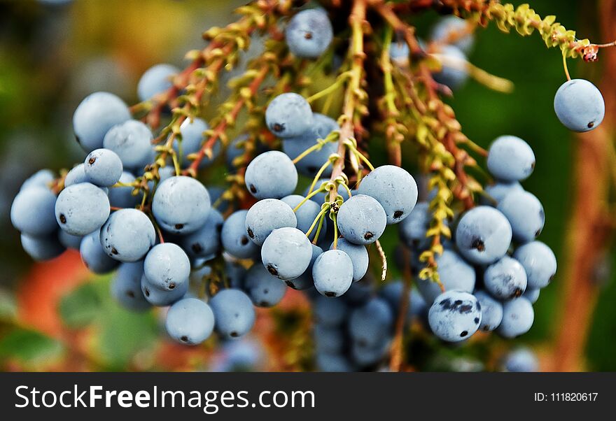 Close up of blue Berries in sunlight