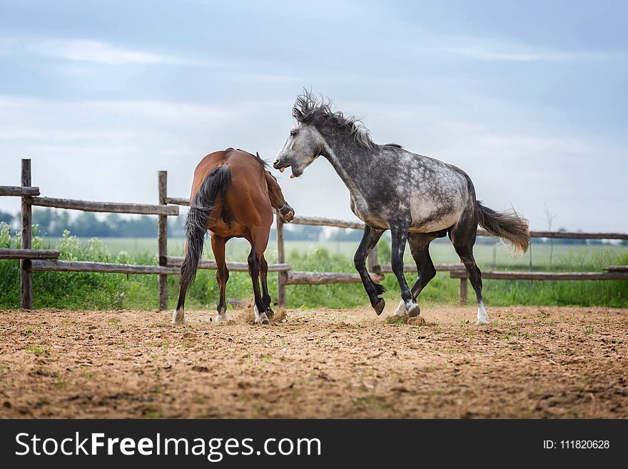 Two Rearing Stallions Fighting In The Paddock