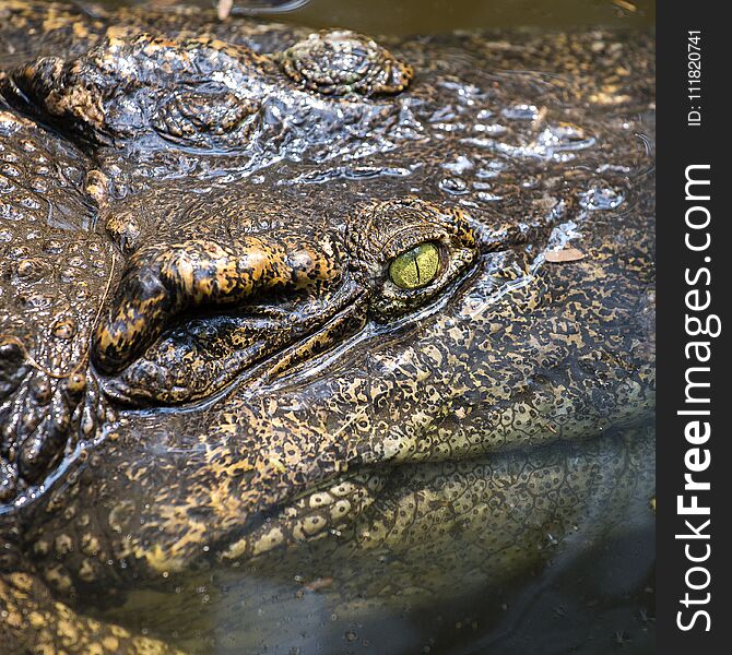 Portrait big crocodile eyes are looking . Crocodile in water. Thailand. Close up