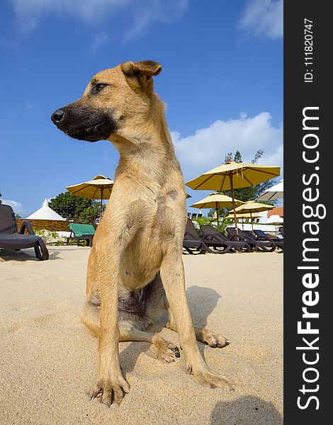 Portrait of dog on the beach in Thailand