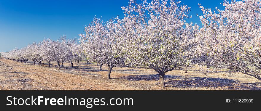 Spring blossoming garden. Close up of blossoming flowers