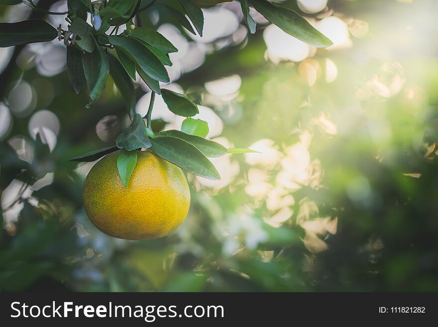 Orange fruit and leaves with morning light in bokeh background. Copy space for text or article. Orange fruit and leaves with morning light in bokeh background. Copy space for text or article.
