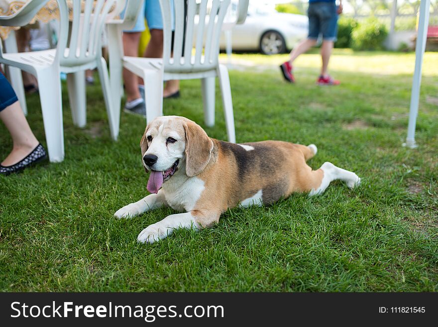 The Beagle Dog Lies On The Grass