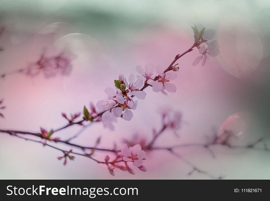 Flowers of the cherry blossoming in the spring garden. Flowers of the cherry blossoming in the spring garden