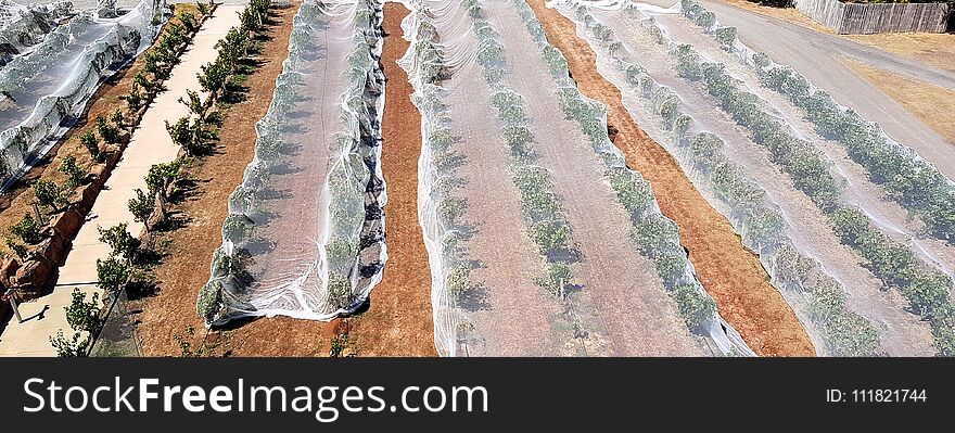 Vineyard with bird nets, McLaren Vale
