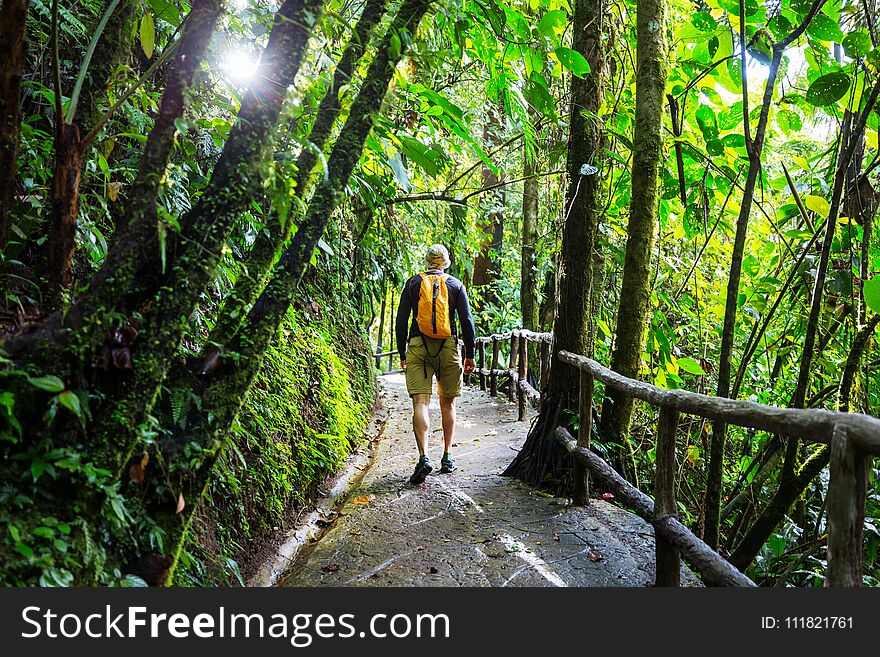Hiking in green tropical jungle, Costa Rica, Central America. Hiking in green tropical jungle, Costa Rica, Central America