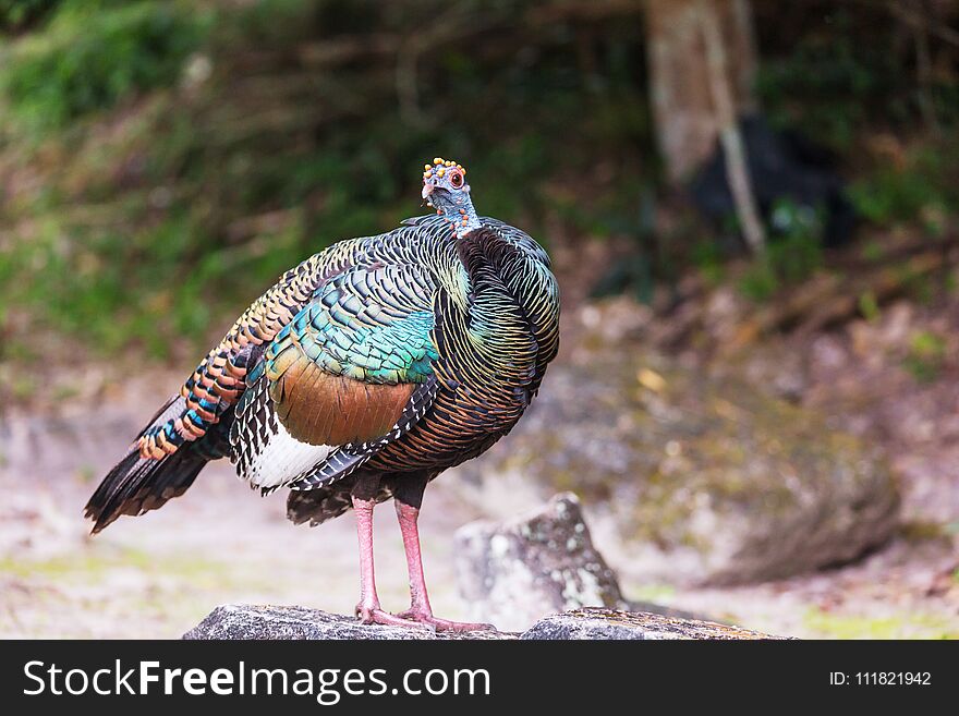 Wild Ocellated turkey in Tikal National Park, Gutemala. South America. Wild Ocellated turkey in Tikal National Park, Gutemala. South America.