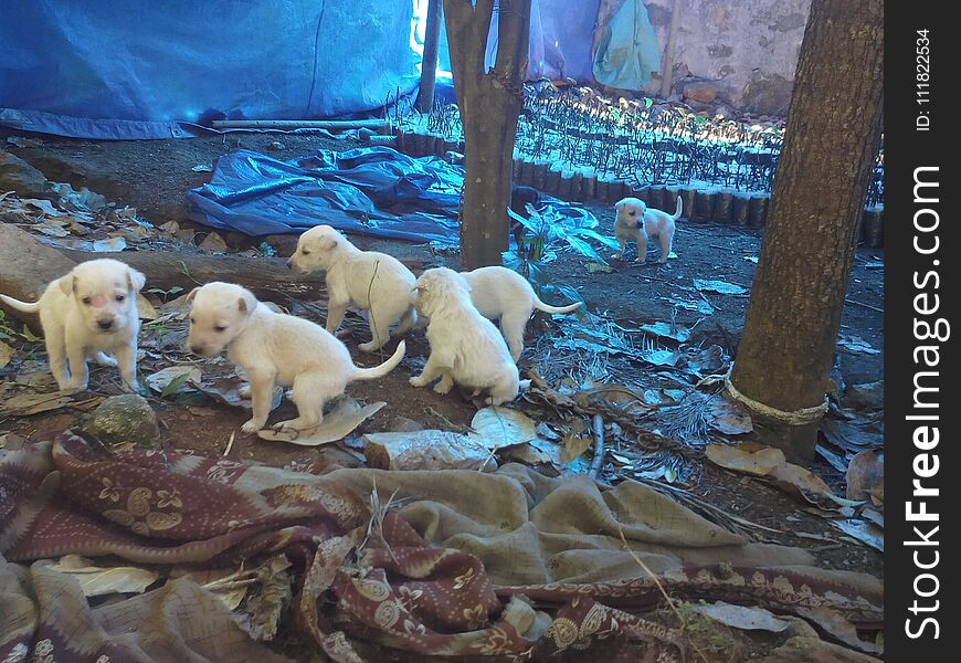 White puppies