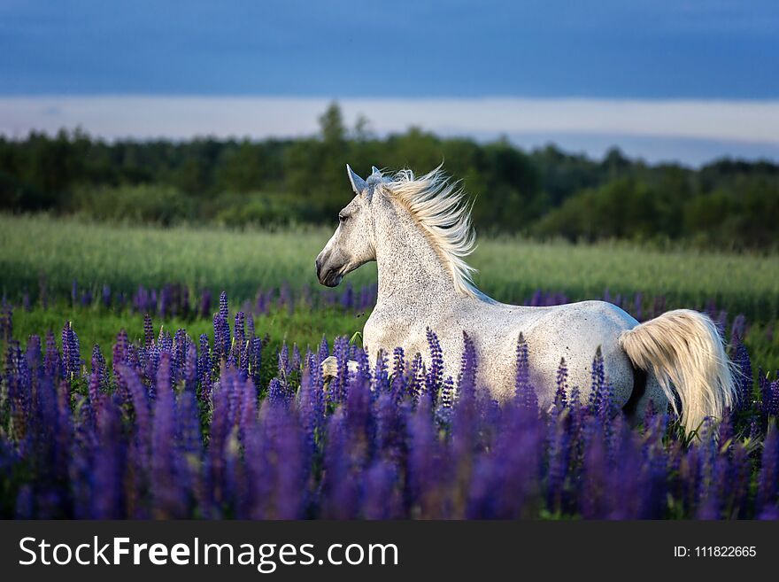 Gorgeous arabian horse among blooming lupine flowers. Gorgeous arabian horse among blooming lupine flowers.