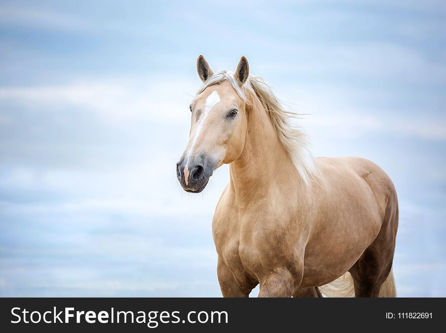 Yellow Horse Head On The Sky. Nature, Looking.