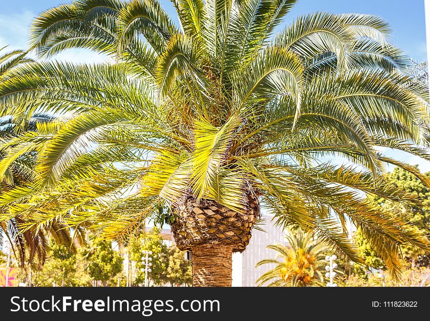 A Big Palm Tree In Sunlight In Los Angeles. Travel