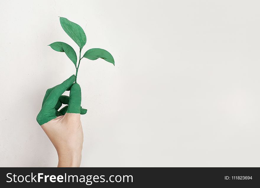 Person&x27;s Left Hand Holding Green Leaf Plant