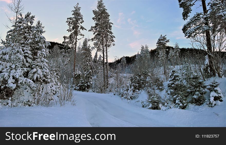 Tall Trees Covered With Snow Near Cliff