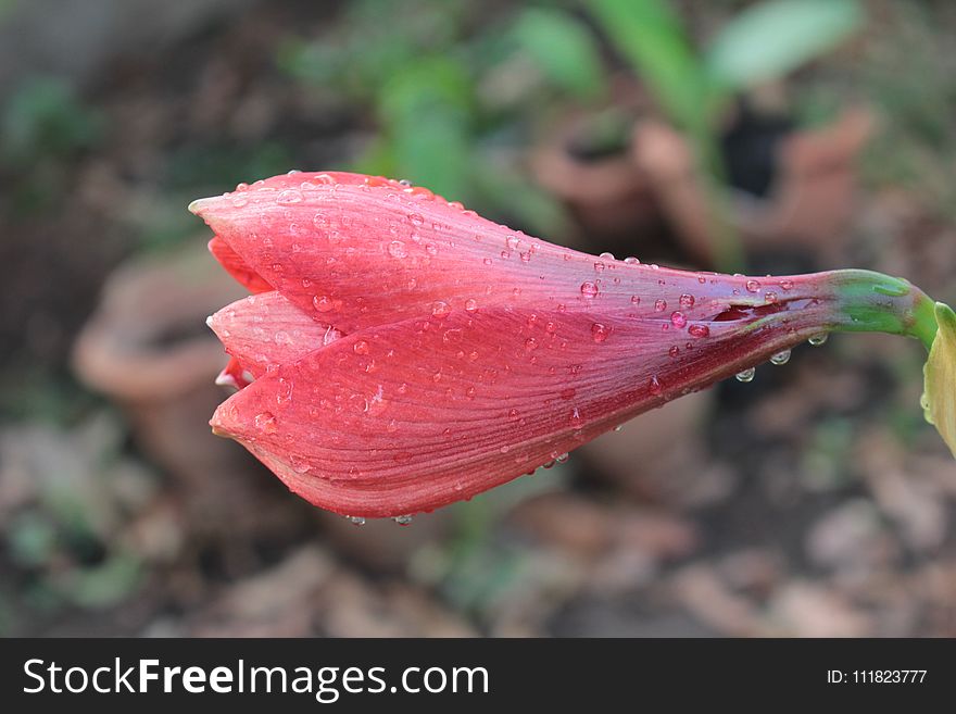 Selective Focus Photography Of Pink Flower With Water Dew