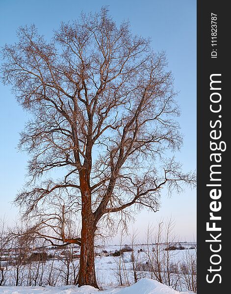 Single Poplar Near Country Side Road In A Winter Day