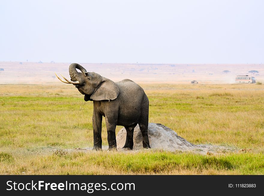 Photograph of Elephant