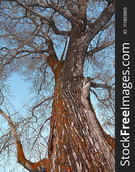 Poplar trunk and branches on the blue sky background in spring