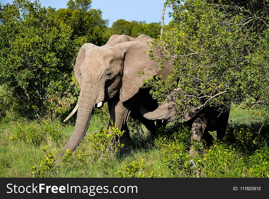 Elephants Walking In Forest