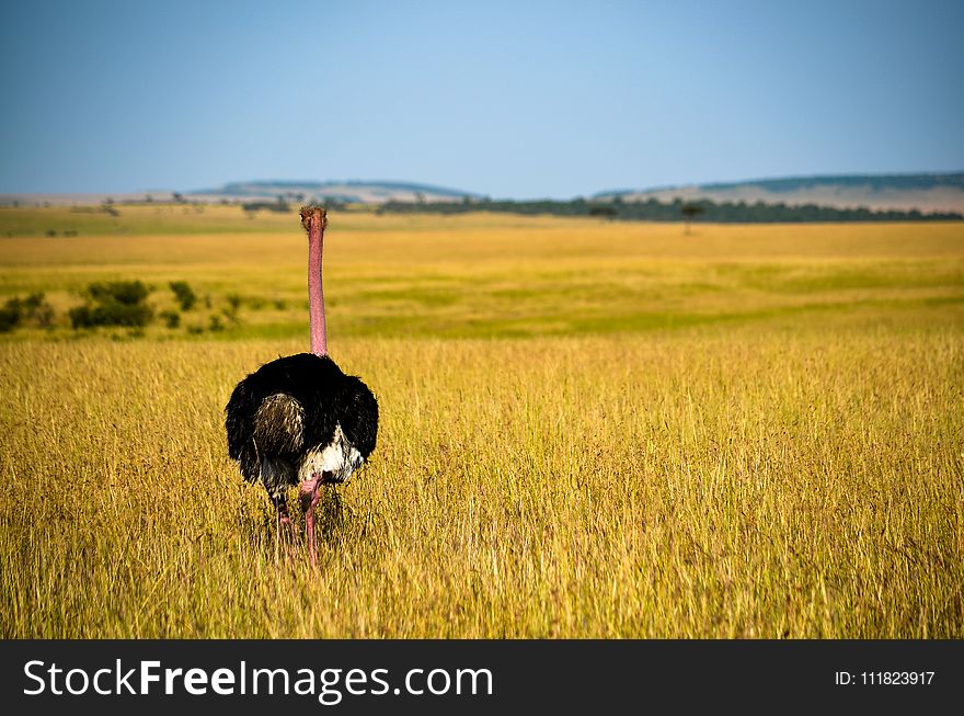 Ostrich Standing On Grass Fields