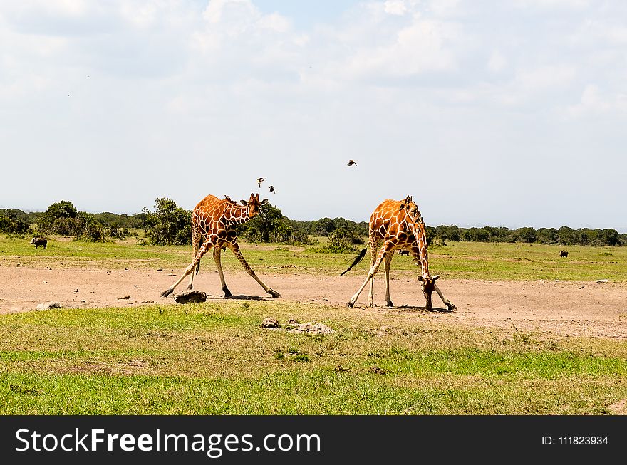 Two Giraffe on Green Grass