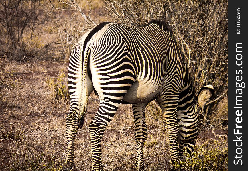 Photo of Zebra