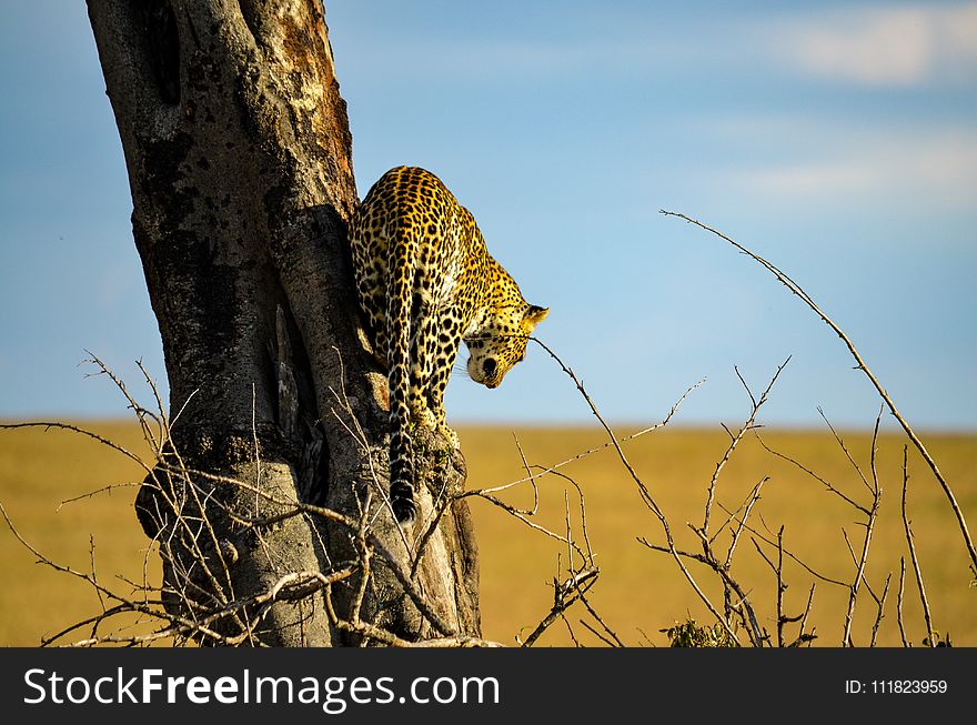 Leopard On Tree