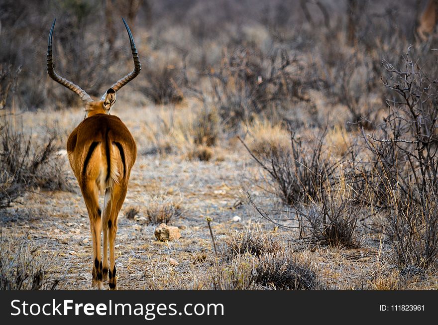 Brown Buck Photo