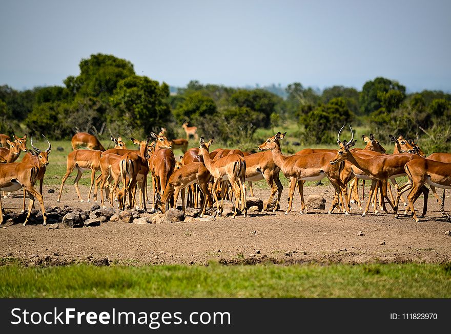 Herd of Deer