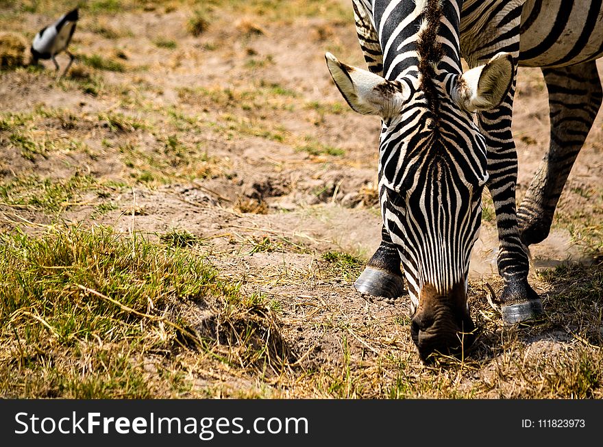 Zebra Eating Grass Selective Focus Photography