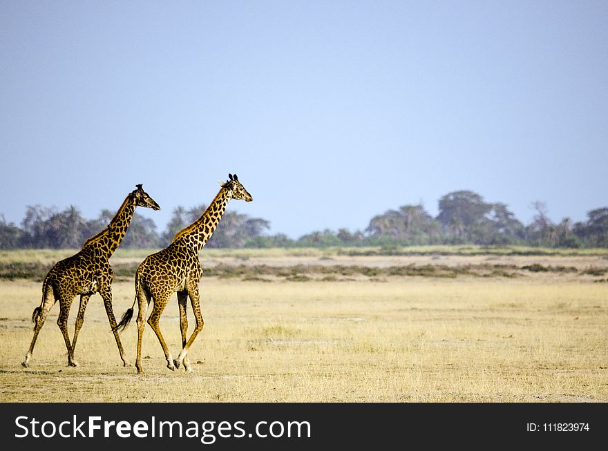 Two Giraffe Animal on Brown Grass Field