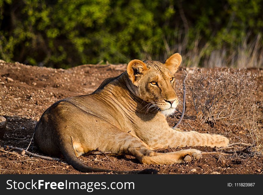 Lioness on Ground