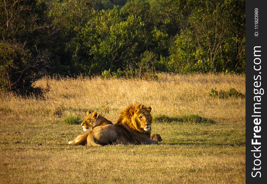 Male and Female Lions on Grass Field