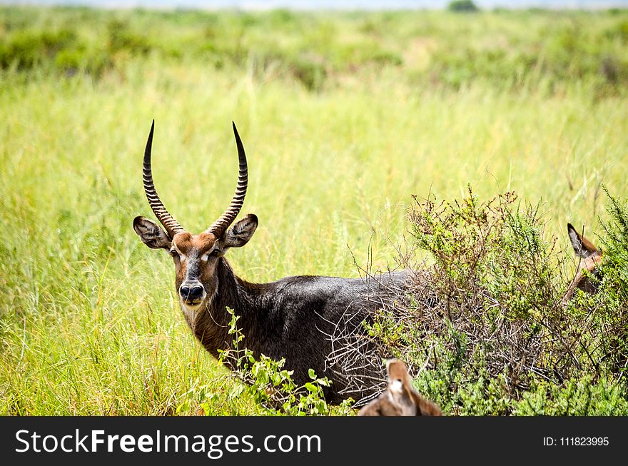 Selective Focus Photography of Black Deer