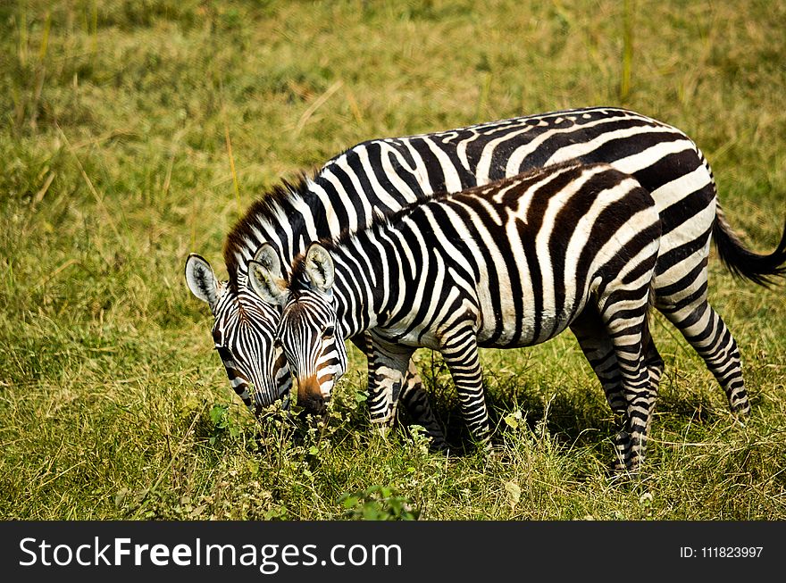 Two Zebra on Green Grass at Daytime