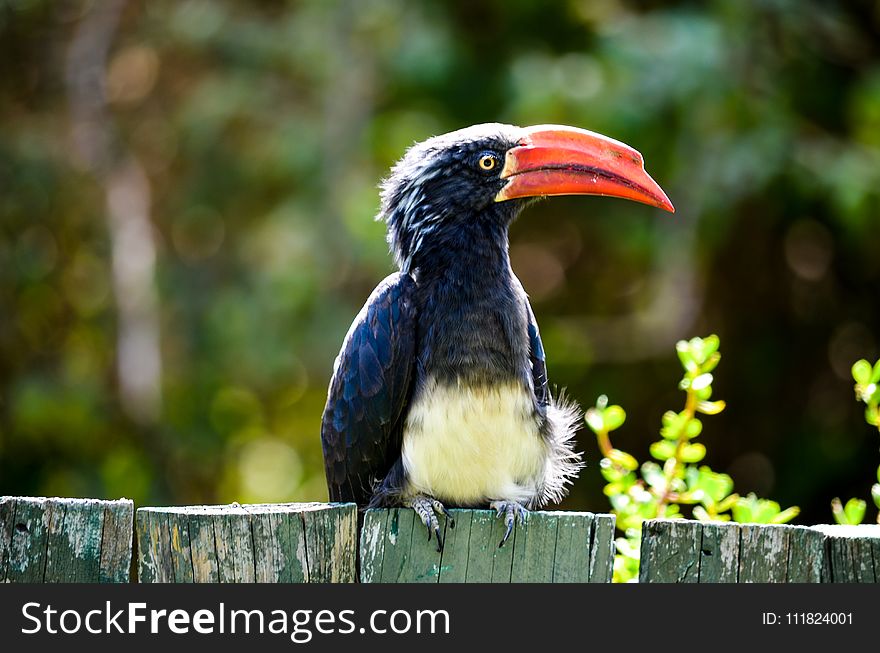 Black and Red Long Beak Bird on Fence Near Trees